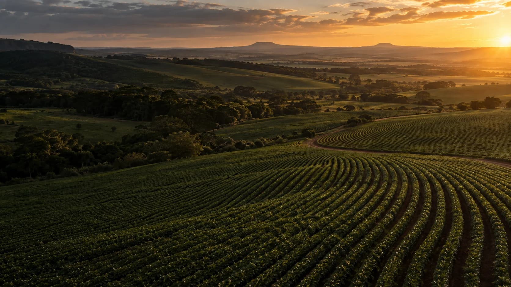 Linhas de cultivo em uma paisagem agrícola ao entardecer